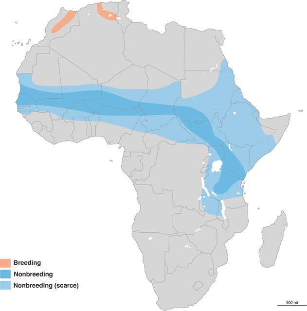 Figure 4.&nbsp;Nonbreeding of the Northern Wheatear in Africa is denser in the darker than in the lighter blue areas. Orange patches indicate the exclusively African breeding range of the formerly conspecific&nbsp;<em>O. seebohmi</em>. - Northern Wheatear - 
