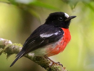  - Pacific Robin (Vanuatu)