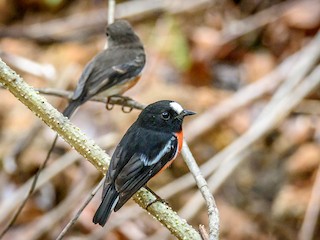 雄鳥和雌鳥 (Vanuatu) - Adam Higgins - ML266624711
