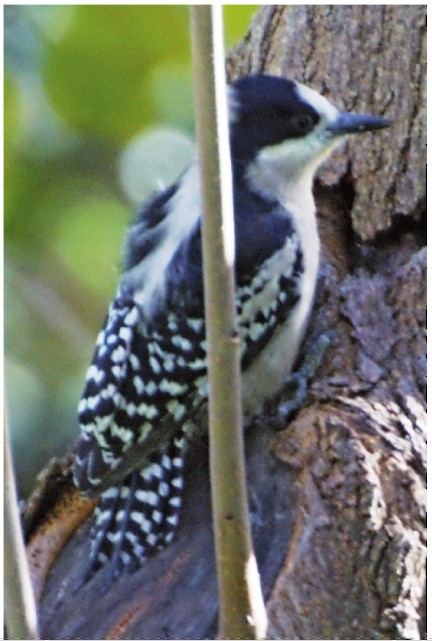White-fronted Woodpecker - laura borsellino