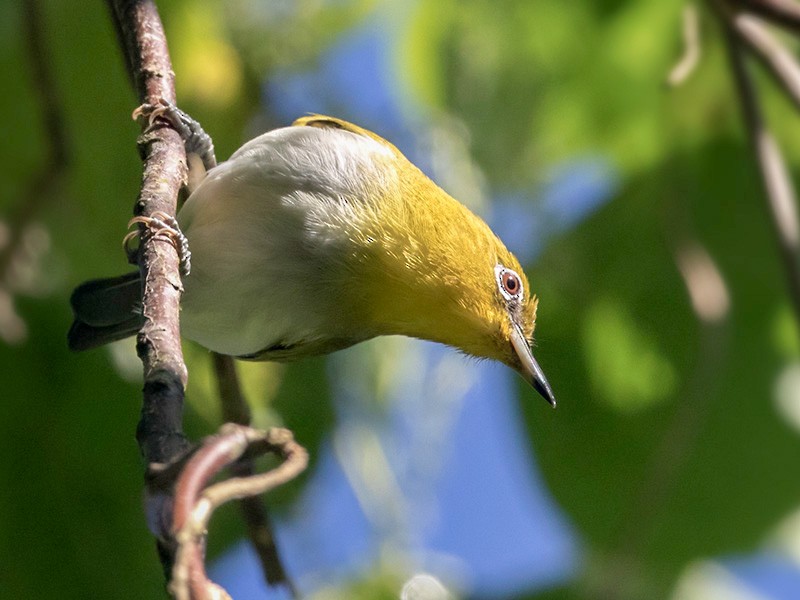 Yellow-throated White-eye - Lars Petersson | My World of Bird Photography