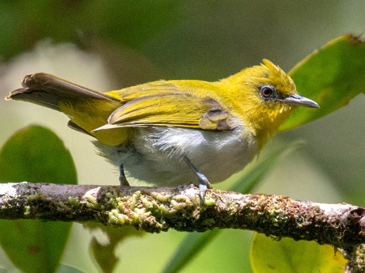 Yellow-throated White-eye - Zosterops metcalfii - Birds of the World