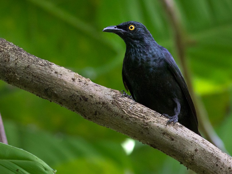 Atoll Starling - Lars Petersson | My World of Bird Photography