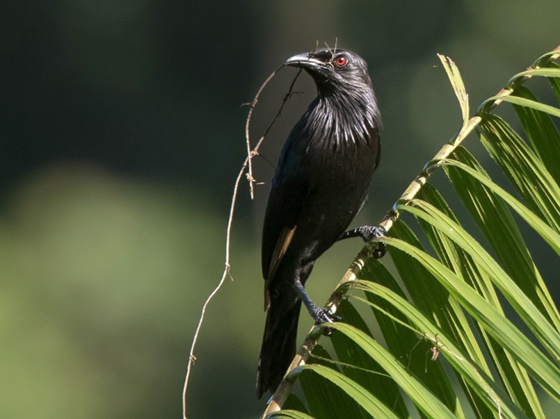 Brown-winged Starling - Lars Petersson