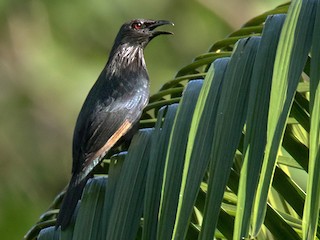  - Brown-winged Starling