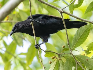  - Brown-winged Starling