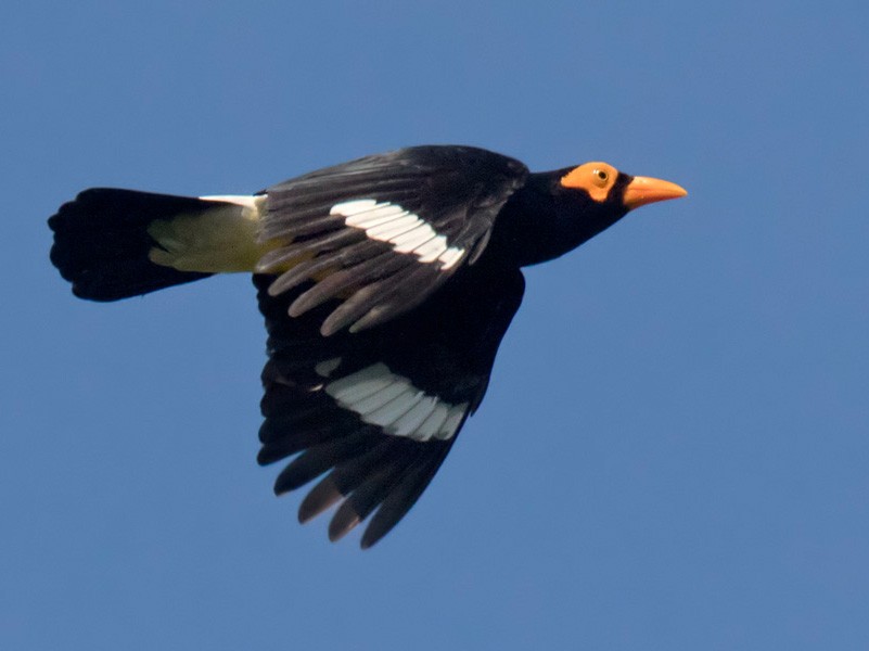 Long-tailed Myna - Lars Petersson