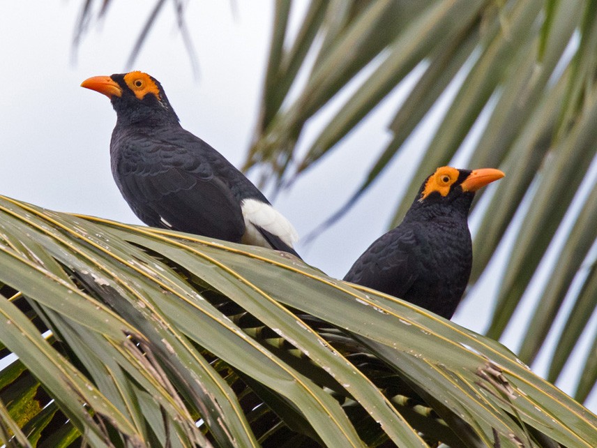 Long-tailed Myna - Lars Petersson