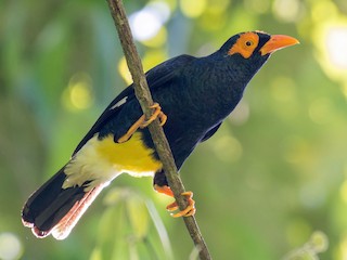 Bismarckatzel - eBird