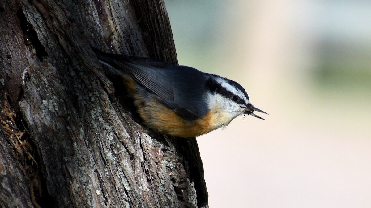 Red-breasted Nuthatch - Ryan Claar
