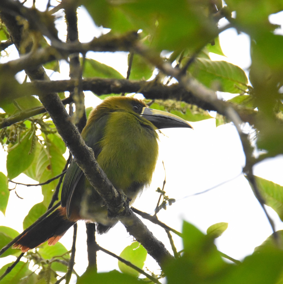 Northern Emerald-Toucanet (Blue-throated) - ML26664191