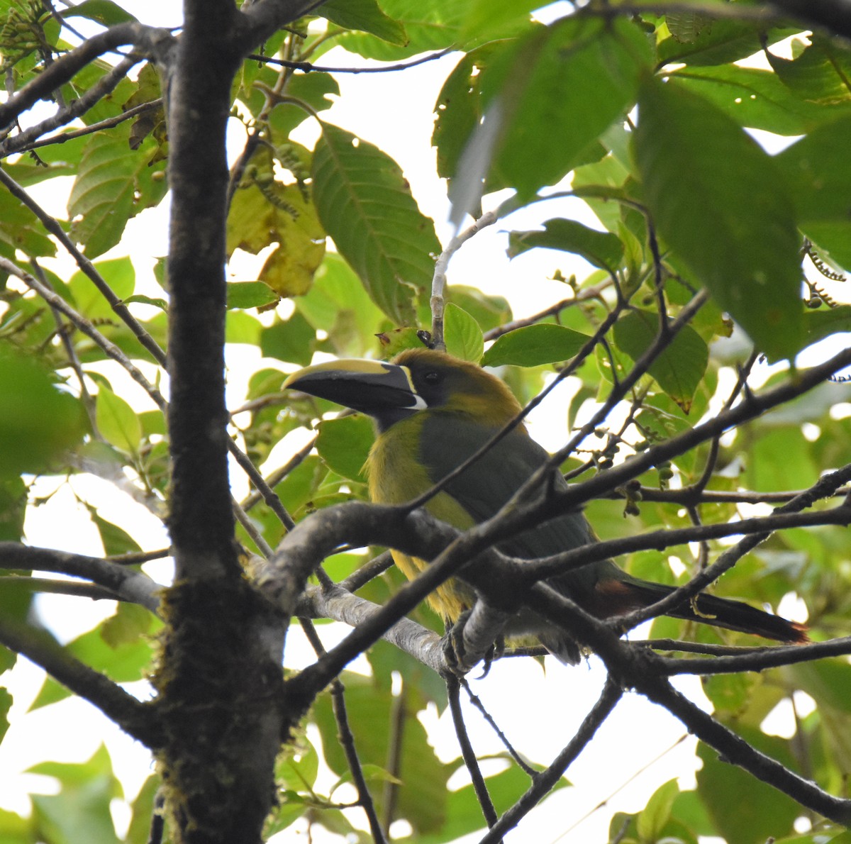 Northern Emerald-Toucanet (Blue-throated) - ML26664221