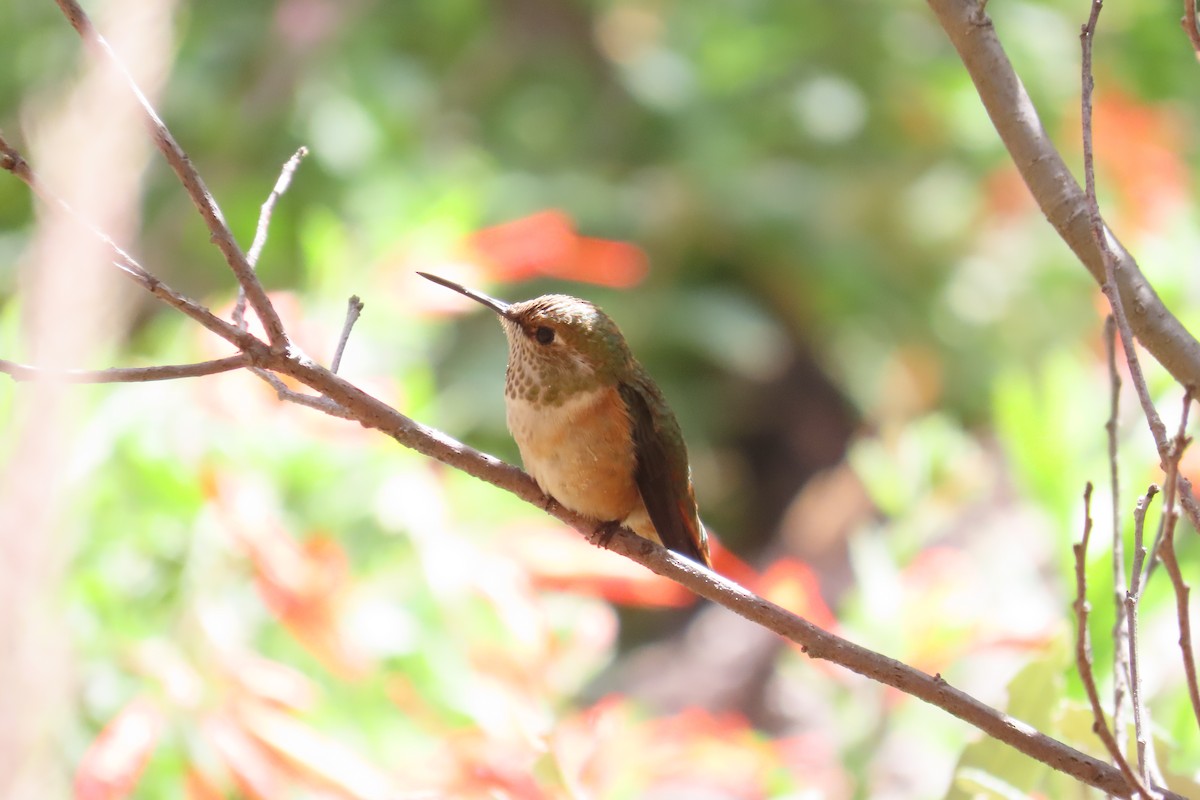 Rufous Hummingbird - Carol Comeau