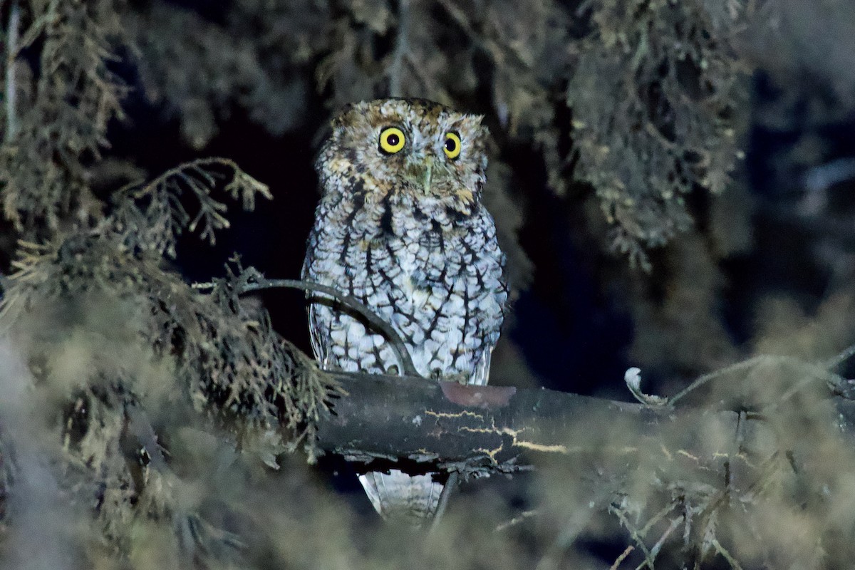 Whiskered Screech-Owl - Johan Bergkvist