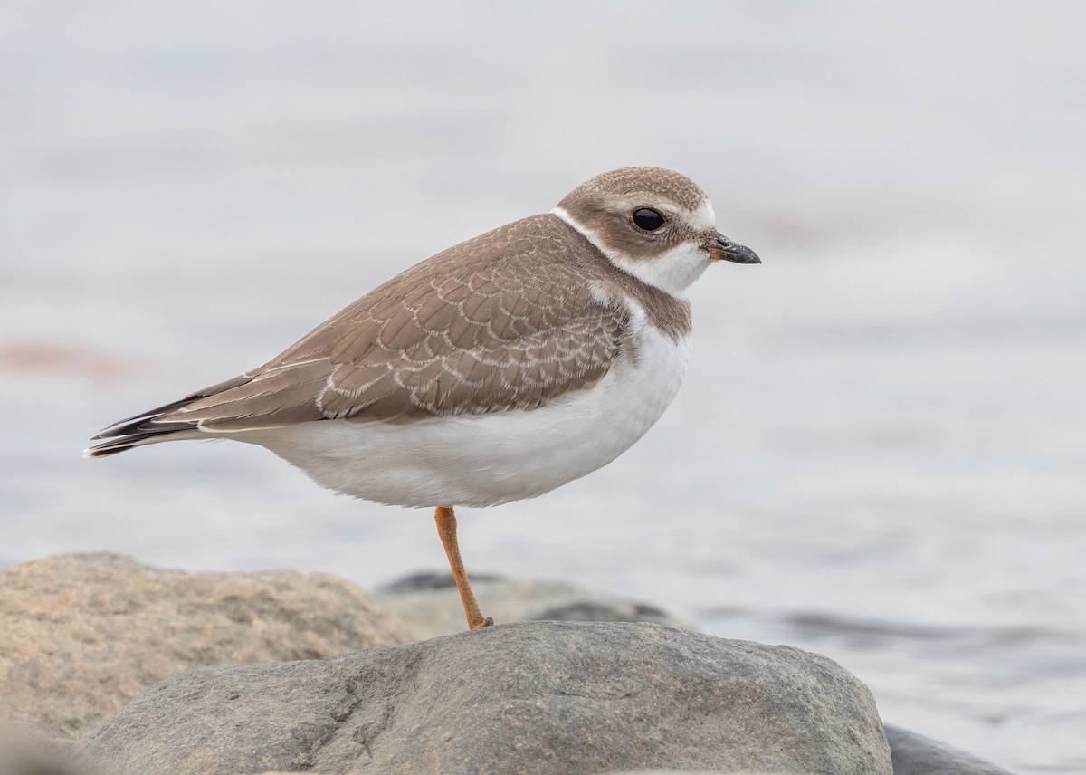 Semipalmated Plover - ML266642861