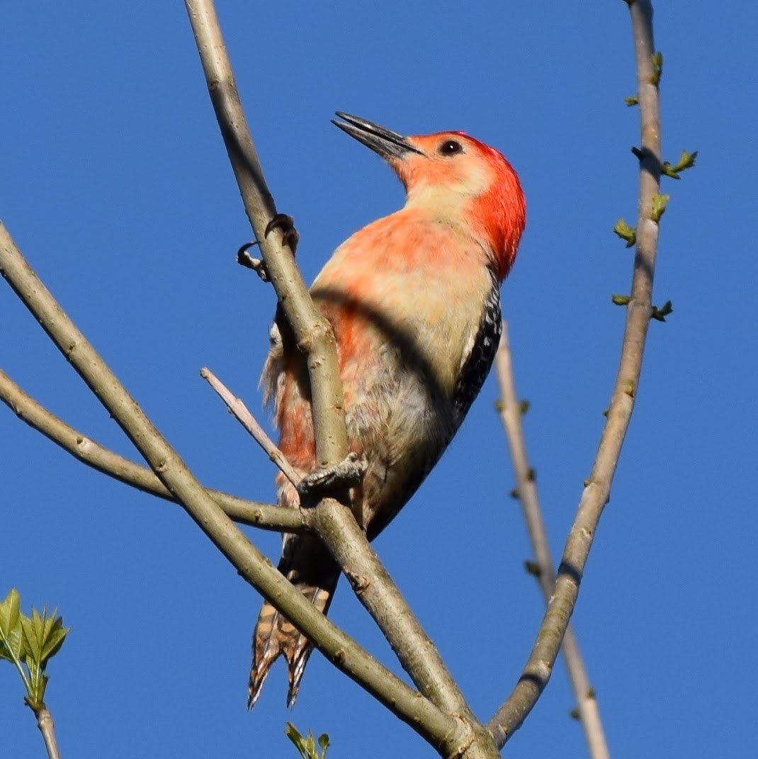Red-bellied Woodpecker - Liz buck