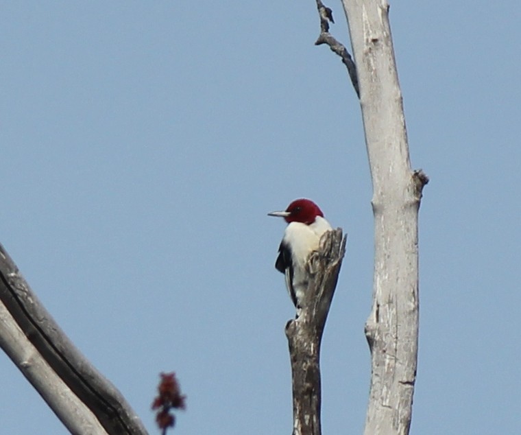 Red-headed Woodpecker - ML26664591