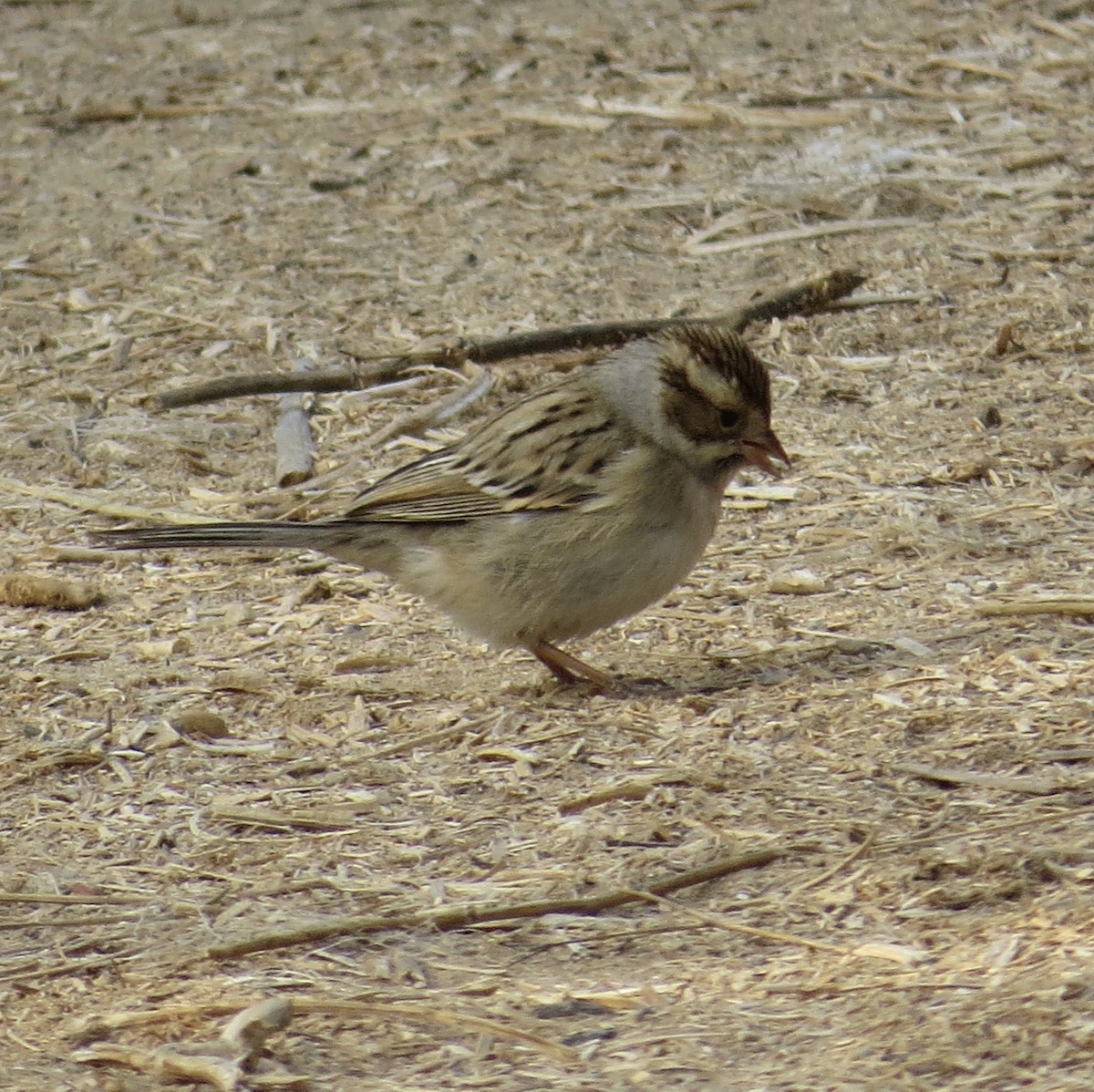 Clay-colored Sparrow - ML266656221