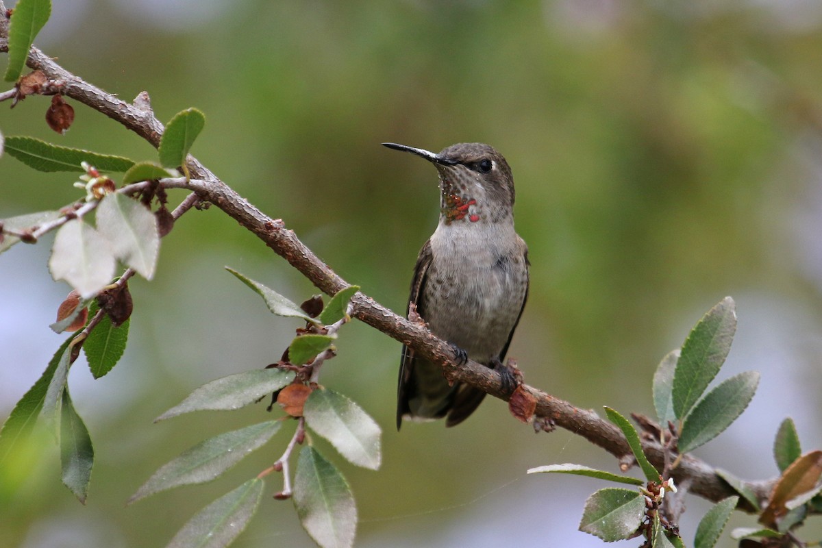 Anna's Hummingbird - ML266660001