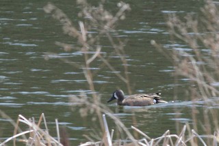 Blue-winged Teal, ML26666191