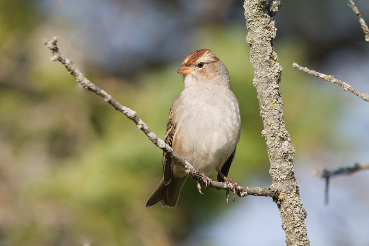 White-crowned Sparrow - Zane Shantz