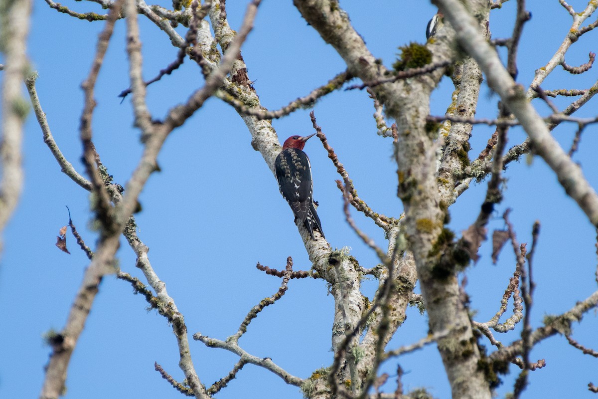 Red-breasted Sapsucker - ML266668261
