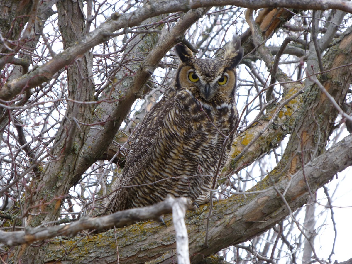 Great Horned Owl - ML26667831