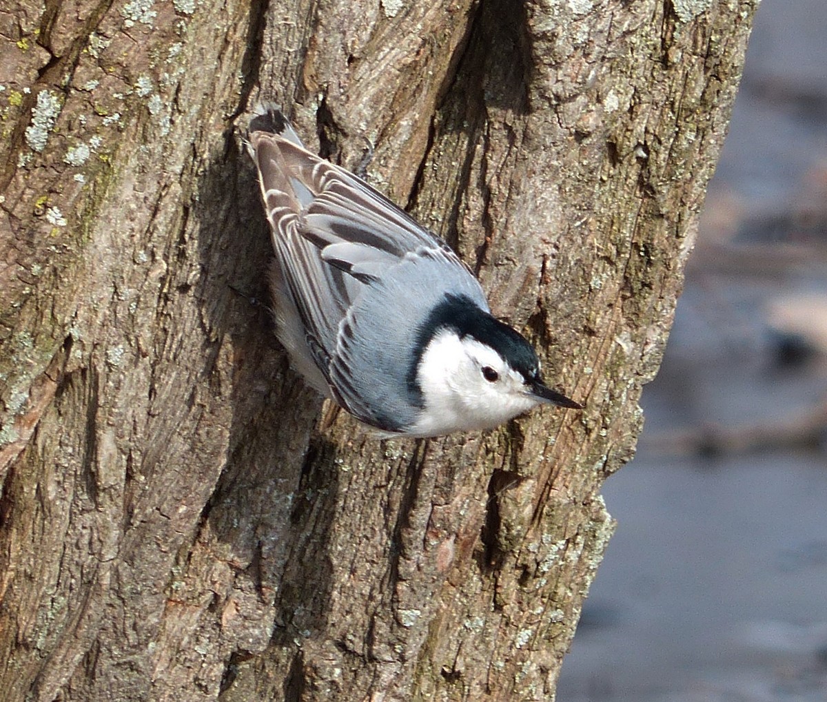 White-breasted Nuthatch - ML26668131