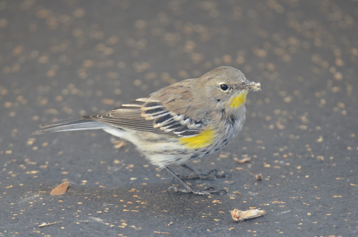 Yellow-rumped Warbler (Audubon's) - ML266686461