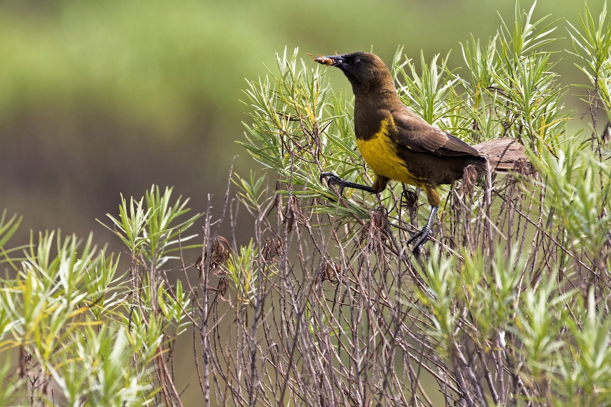 Brown-and-yellow Marshbird - Leonildo Piovesan