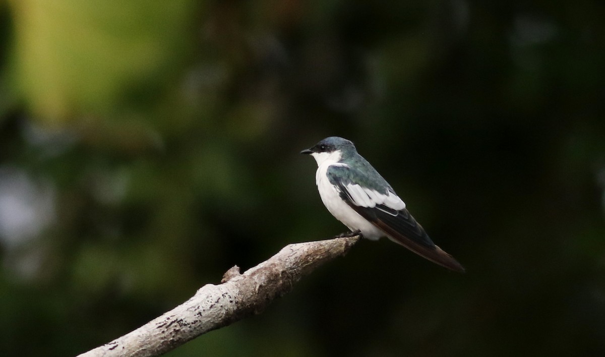 White-winged Swallow - Jay McGowan