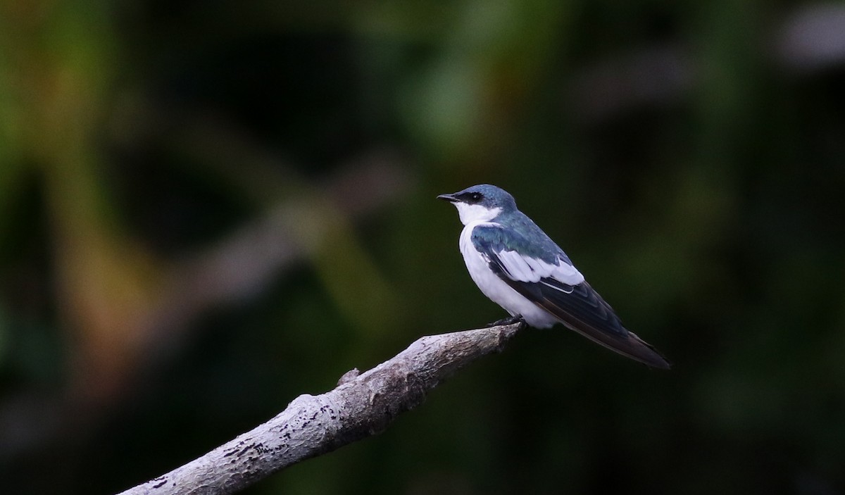 White-winged Swallow - ML26668981