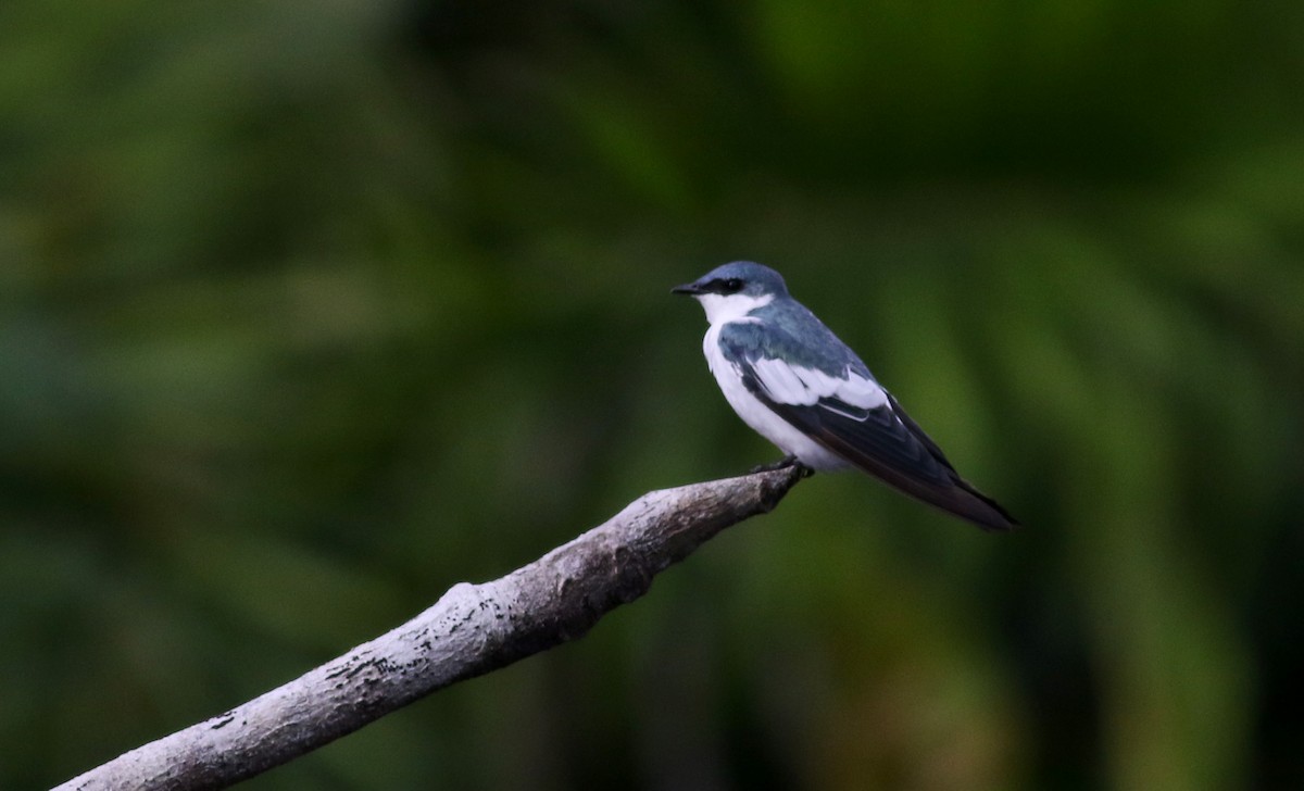 White-winged Swallow - ML26668991