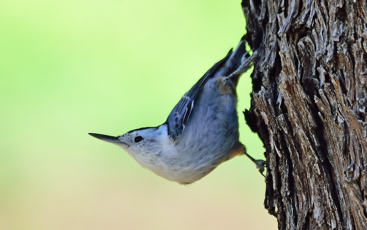 White-breasted Nuthatch - ML266690011