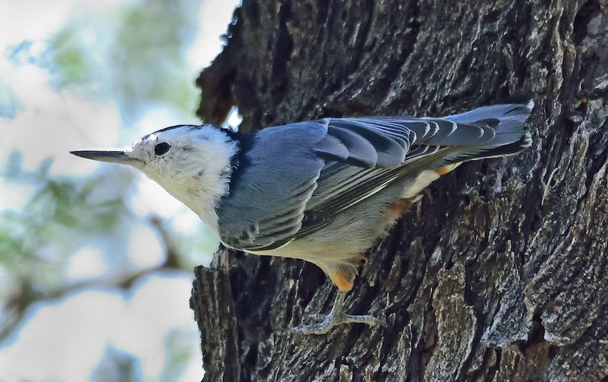 White-breasted Nuthatch - ML266690021