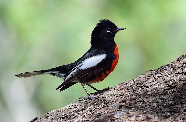 painted redstart