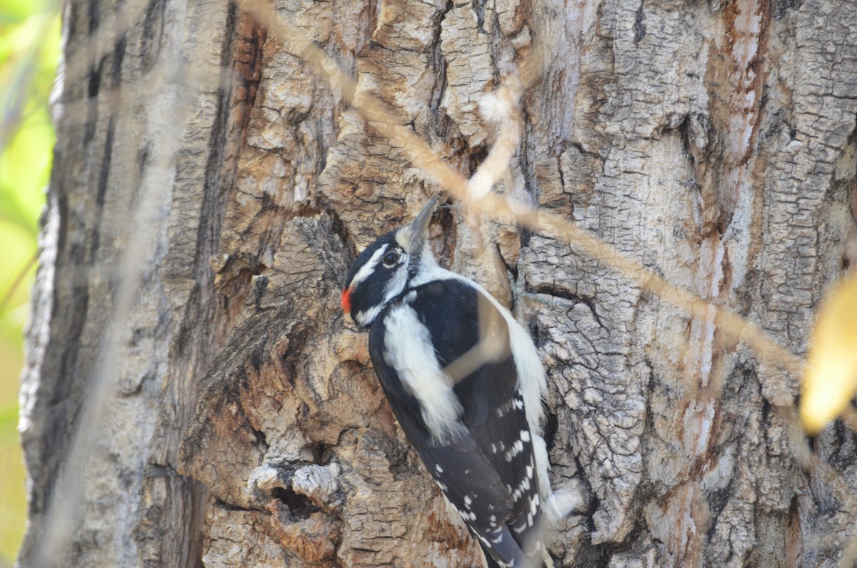 Hairy Woodpecker - Jody Shugart