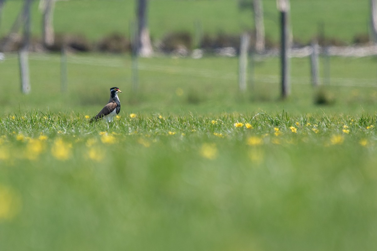 Banded Lapwing - ML266696291