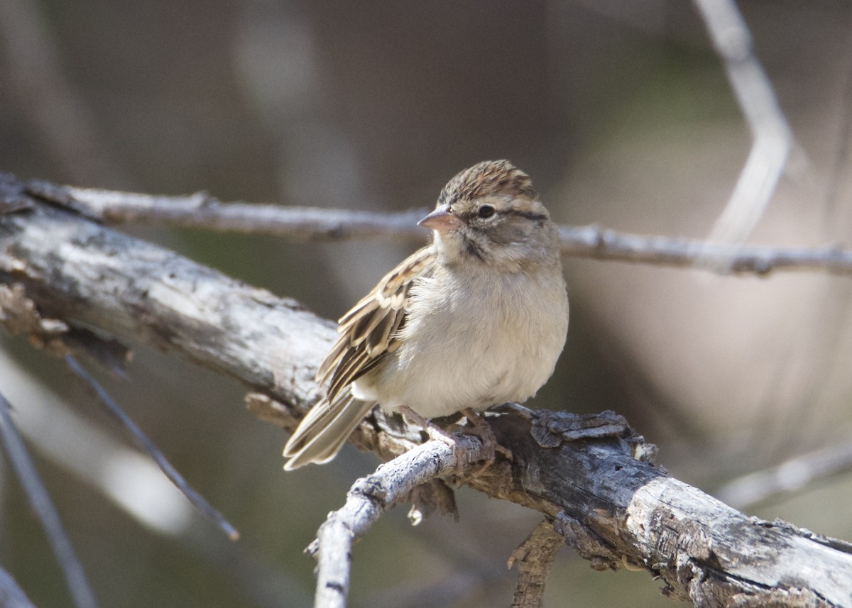 Chipping Sparrow - ML266704011
