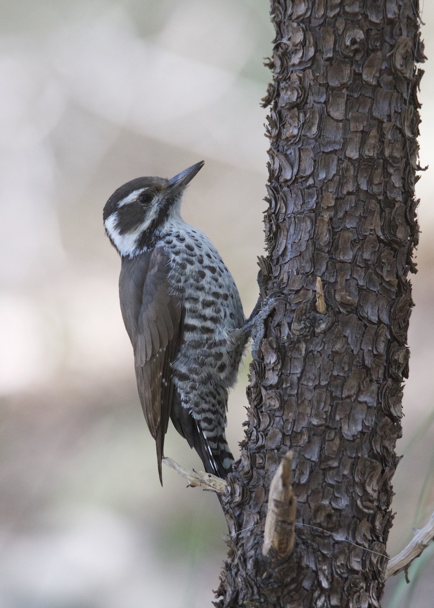 Arizona Woodpecker - ML266705211
