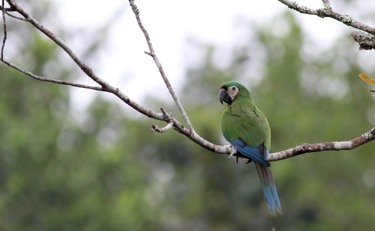 Chestnut-fronted Macaw - Jay McGowan