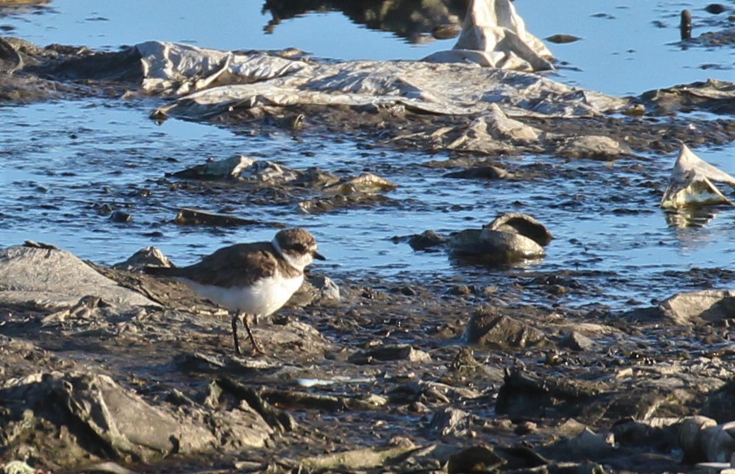 Semipalmated Plover - ML266714271