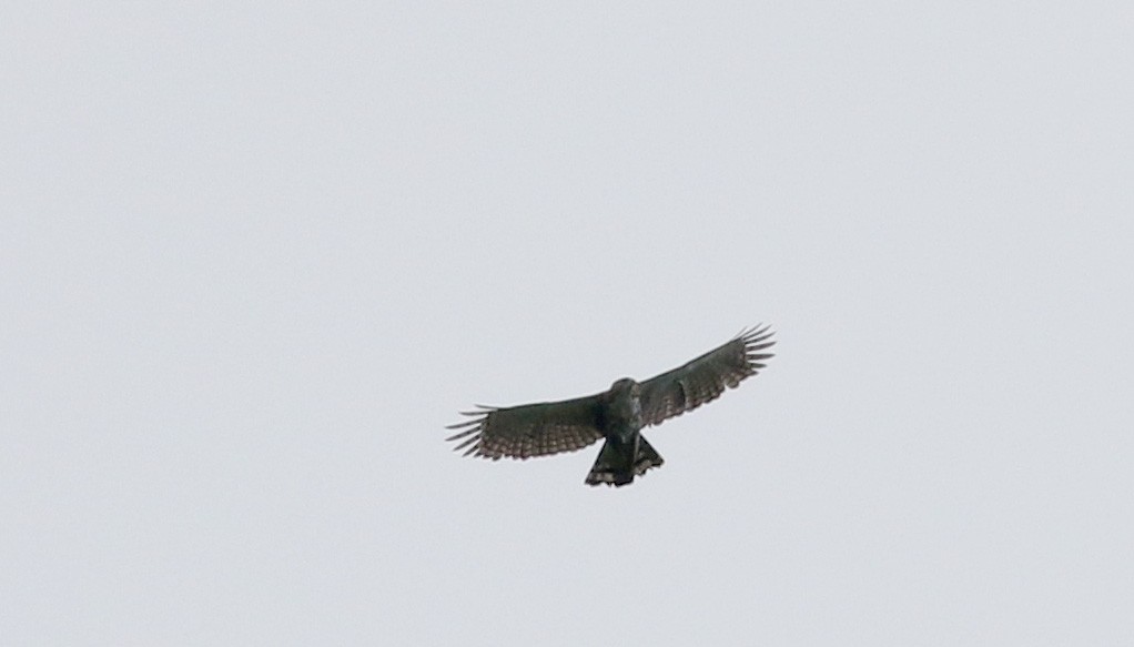Ornate Hawk-Eagle - Jay McGowan