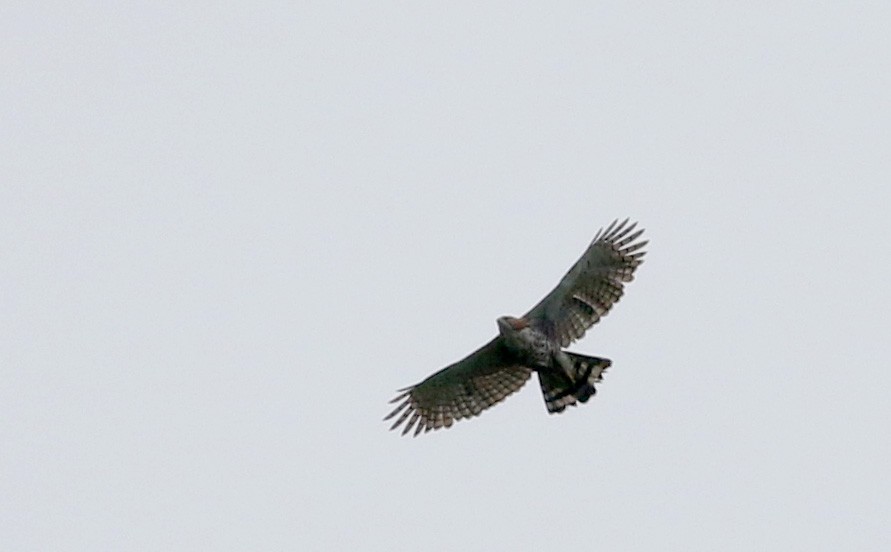 Ornate Hawk-Eagle - ML26672061