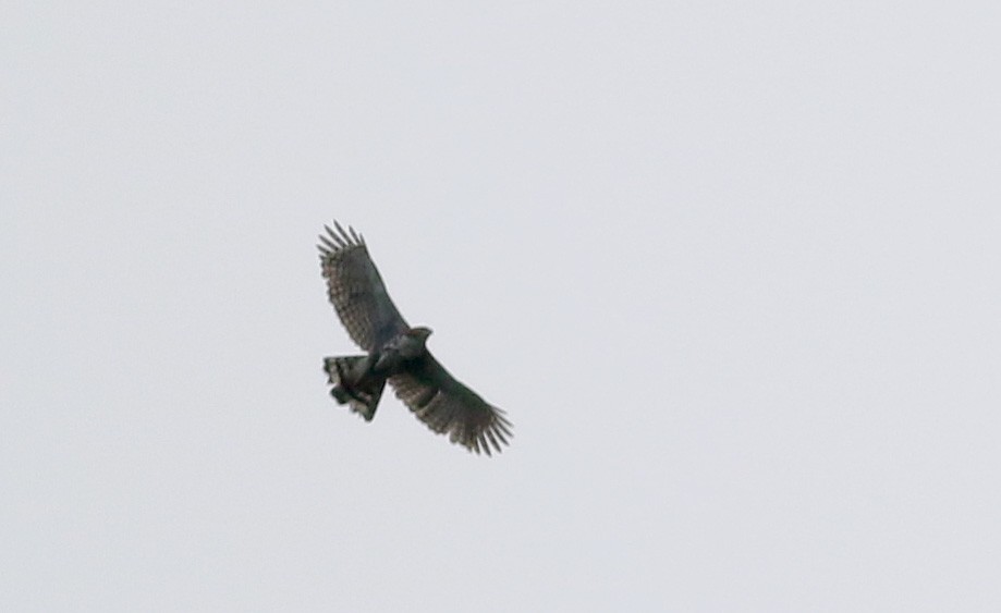 Ornate Hawk-Eagle - ML26672091