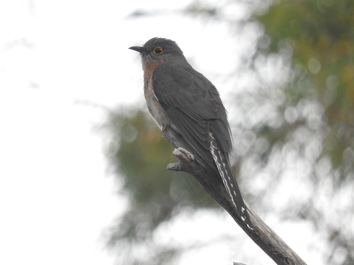 Fan-tailed Cuckoo - George Vaughan