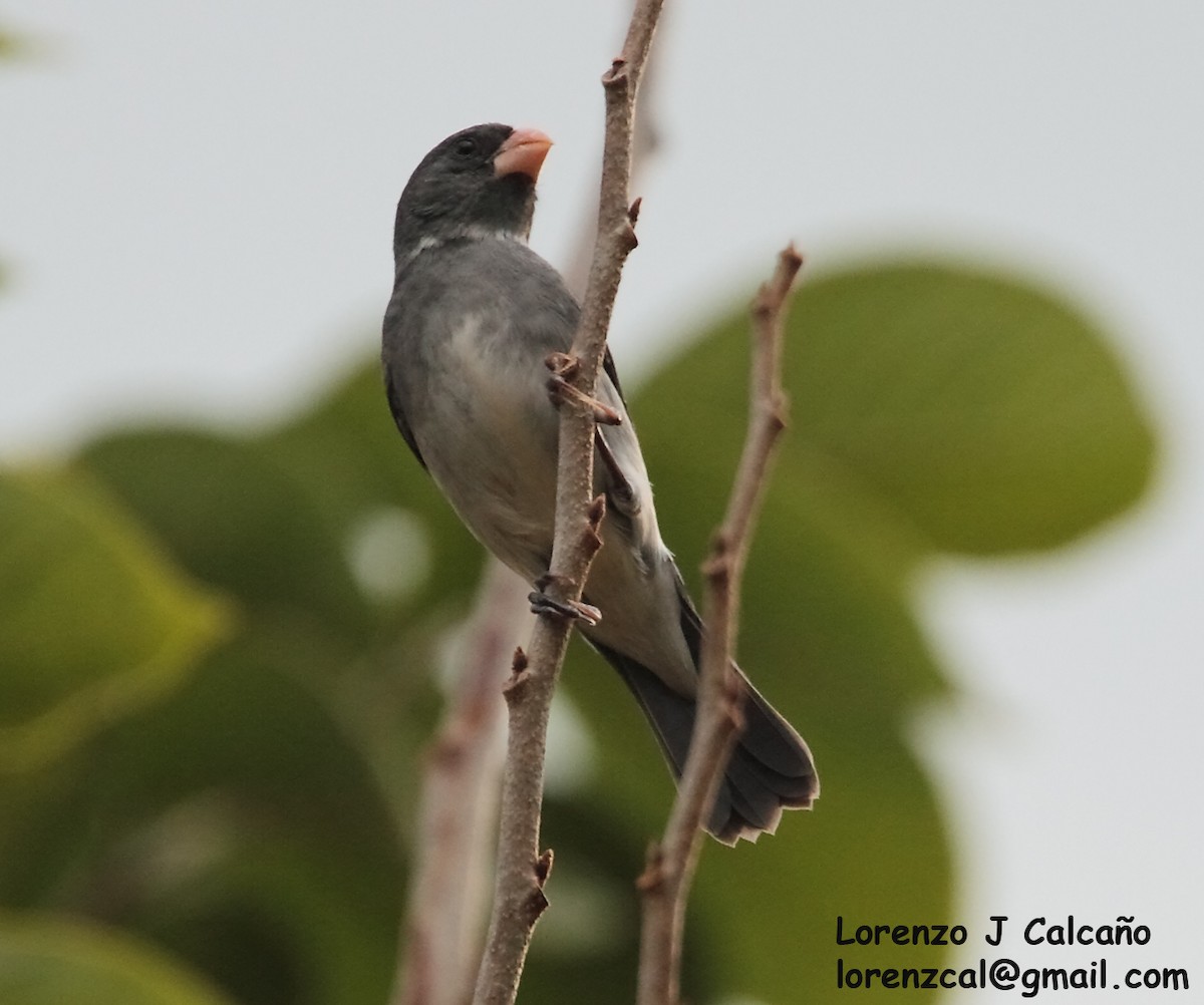 Gray Seedeater - ML266740381