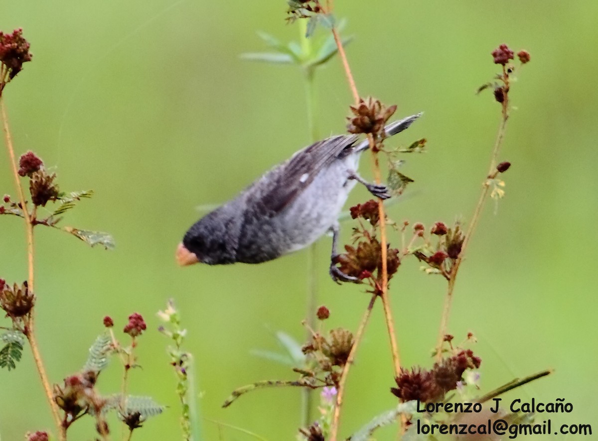 Gray Seedeater - ML266740461