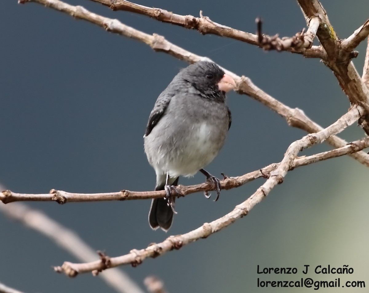 Gray Seedeater - ML266740661