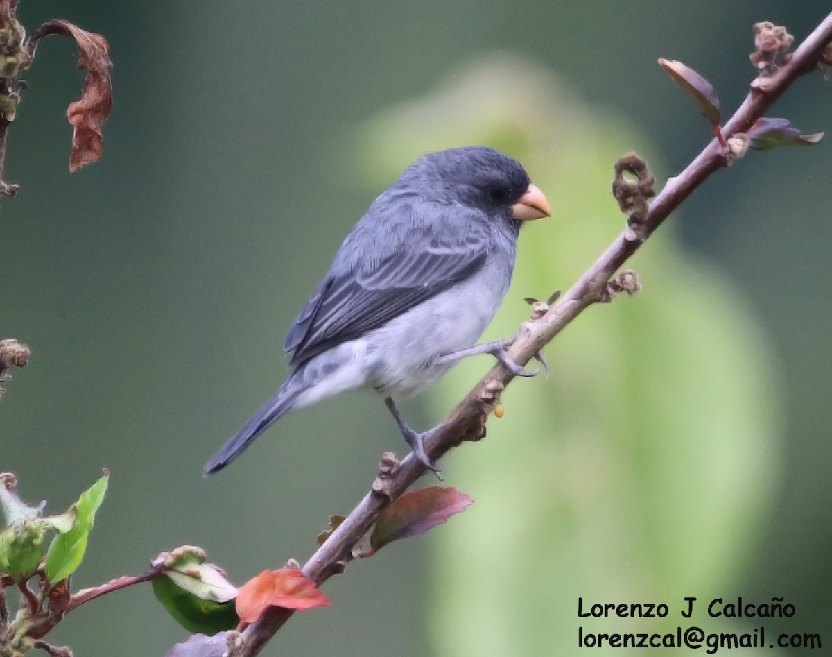Gray Seedeater - ML266740991
